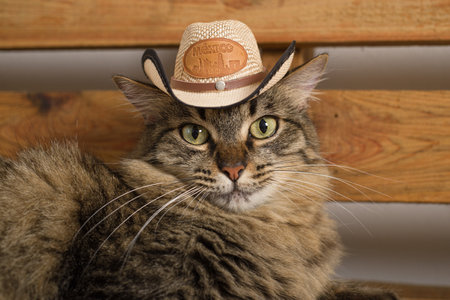Cat wearing Mexican hat. Rustic wooden background. Cinco de mayo background.の写真素材