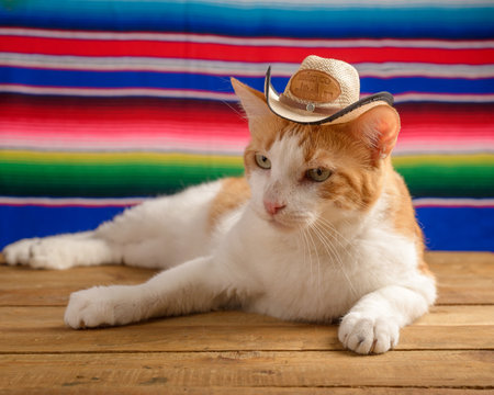 Cat wearing Mexican hat with serape in background. Cinco de Mayo background.の写真素材
