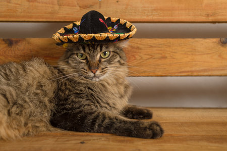 Cat wearing Mexican hat. Rustic wooden background. Cinco de mayo background.の写真素材