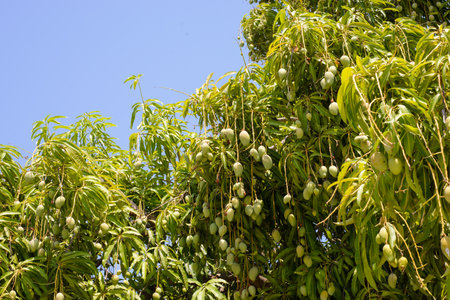Mango tree with fruits. Tropical fruit.
