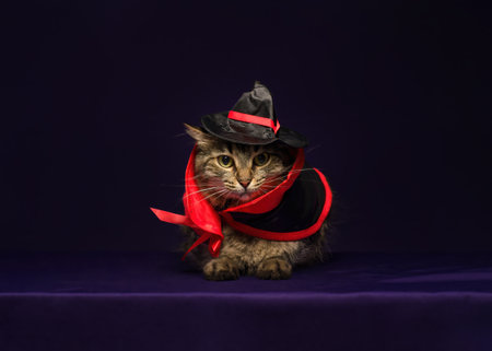 Tabby cat in witch costume for Halloween celebration. Purple background with copy space.の写真素材