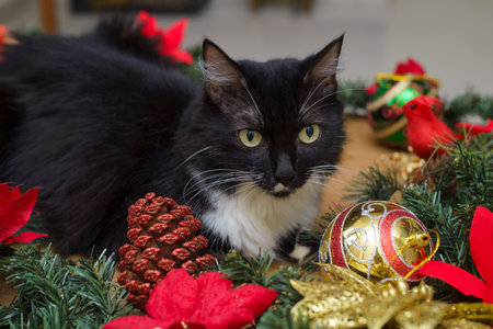 A black and white cat sits amongst Christmas decorationsの写真素材