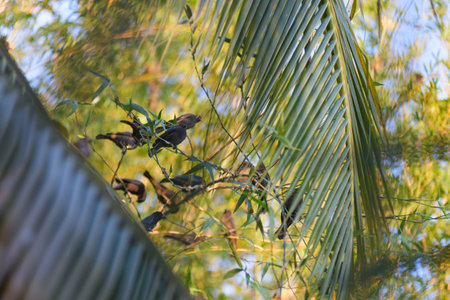 A captivating image of several dark-colored birds perched on branches amongst tropical greenery.