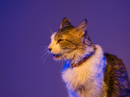 A fluffy calico cat, wearing a pink collar, is shown in profile against a deep purple background.