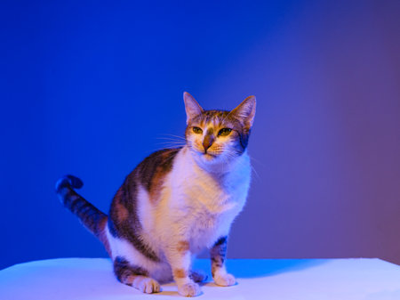 A charming calico cat sits on a white surface, bathed in vibrant blue and purple neon lighting.の写真素材