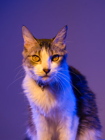 A fluffy calico cat, wearing a pink collar, is shown in profile against a deep purple background.