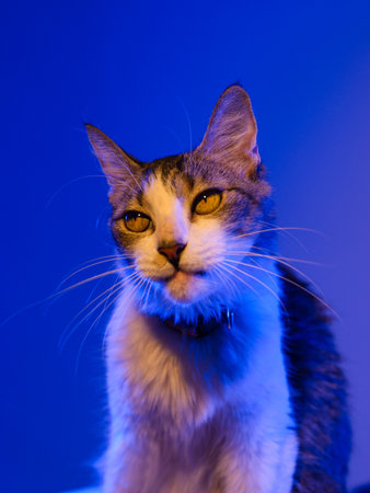 A fluffy calico cat is shown in profile against a deep purple background.