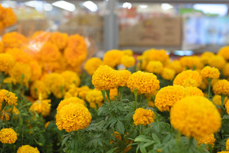 Vibrant Yellow Marigolds in Full Bloomの写真素材