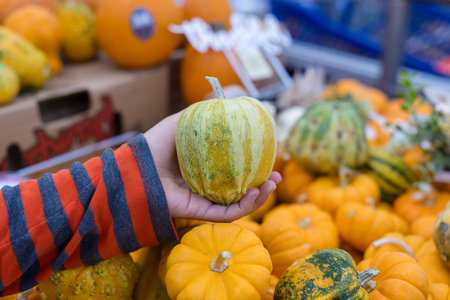 Female hand holds a small pumpkin, surrounded by other pumpkins of different sizes and colorsの写真素材