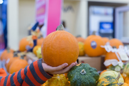 Female hand holds a small orange pumpkin, surrounded by other pumpkins of different sizes and colorsの写真素材