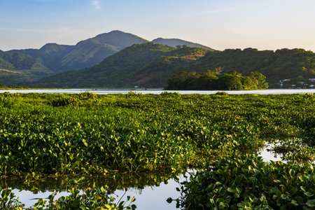 Landscape of the Olomega Lagoon in El Salvador. Tranquil scene of a lake bordered by aquatic plants