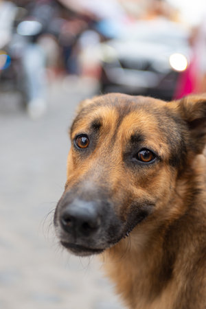 Close up portrait of an adorable brown dog with brown eyes looking at the camera.の写真素材