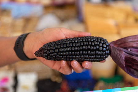 A female hand presenting a unique ear of black corn, displayed at a market stall.