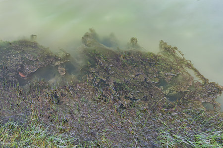 A close-up image showing a muddy shoreline with green algae growthの写真素材