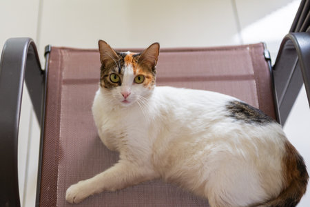 Peaceful Indoor Portrait of a Relaxed Cat Resting on a Chairの写真素材