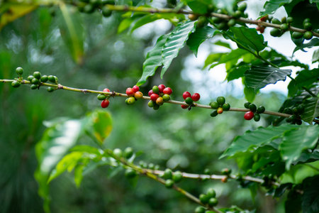 Close up Natural Coffee Branch Plant with Ripening Berries. Agricultureの写真素材