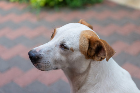 Close-up Detail of a White and Brown Dog Head. Animal Portraitの写真素材