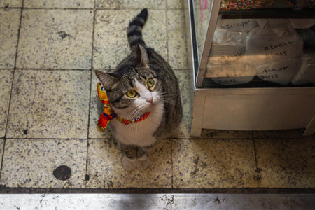 A beautiful brown tabby cat sits indoors looking up at the viewer, wearing a colorful red patterned scarf around its neck.の写真素材