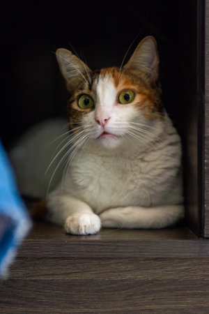 Indoor Close-up of a Curious Domestic Cat with Bright Eyesの写真素材