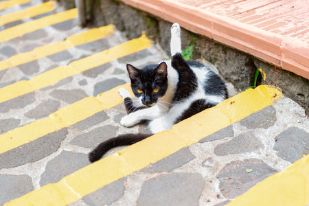 Playful Black and White Domestic Cat Grooming on Concrete Staircaseの写真素材