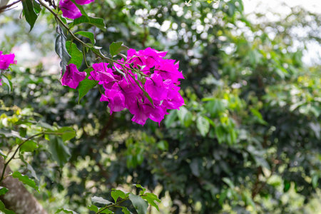 Fresh Bright Bougainvillea Blossom and Green Leaves on a Sunny Dayの写真素材