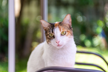 A close-up portrait of a beautiful calico cat with striking yellow eyesの写真素材
