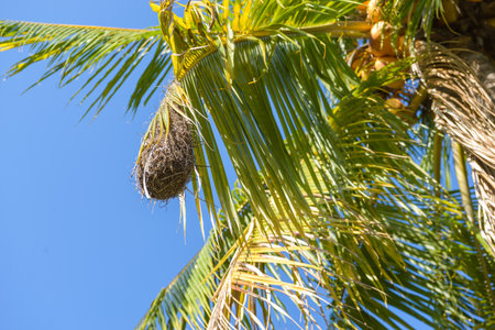 Nature View Bird Nest Hanging on Palm Leaf Against Blue Skyの写真素材