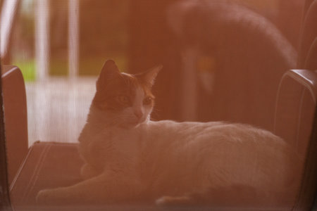Peaceful Indoor Portrait of a Relaxed Cat Resting on a Chairの写真素材