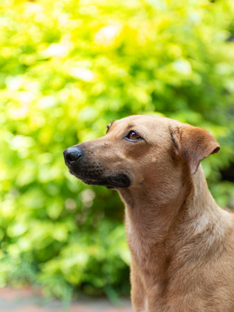 A close-up of a brown dog standing outdoors against a lush green background.