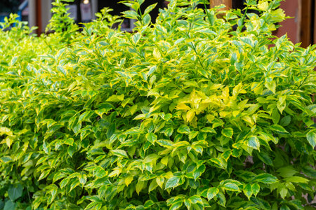 A close up shot of a vibrant golden dewdrop duranta erecta shrub displaying its rich green and yellow variegated leaves.の写真素材