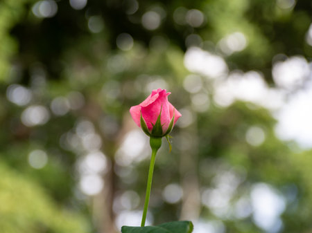 Close Up Captivating Rose Bud with Soft Focus Green Backgroundの写真素材