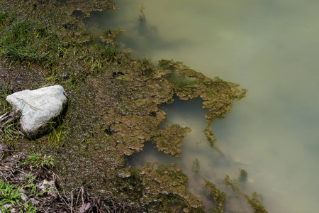 A close-up image showing a muddy shoreline with green algae growthの写真素材