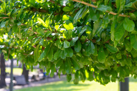 Fresh green leaves hanging from a branch of the Crescentia cujete tree. Cirian, Calabash.の写真素材