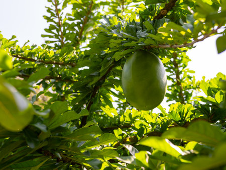 Calabash Tree with Green Fruit Hanging from Branch. Crescentia cujete.