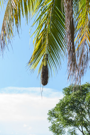 Nature View Bird Nest Hanging on Palm Leaf Against Blue Skyの写真素材