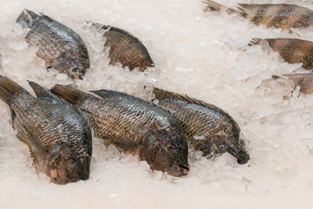 Fresh whole tilapia displayed on a bed of ice in a fish market.の写真素材