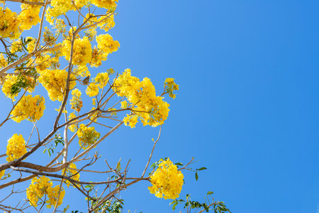 Vibrant Golden Trumpet Tree Blossoms Against Azure Sky in Bright Sunlight