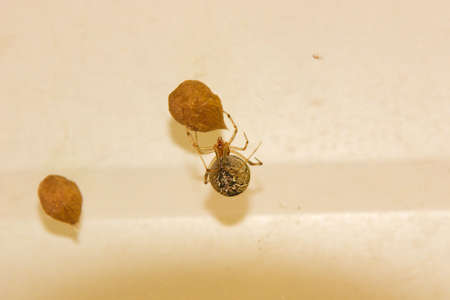 Spider with Egg Sacの写真素材
