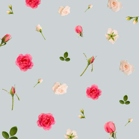 Creative pattern made of pink and white roses. Blue pastel background with spring flowers. Minimal...