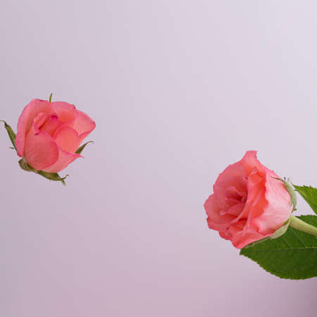 Composition of pink rose flowers. Nature background. Minimal nature or woman's day concept.の写真素材