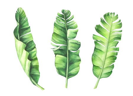 Tropical banana leaves set. Hand drawn watercolor illustration.の写真素材