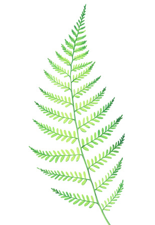 Fern isolated on white background. Hand drawn watercolor illustration.の写真素材