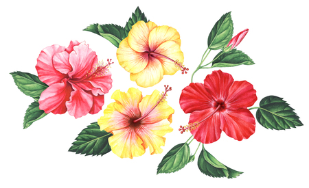 Set of hibiscus flowers with leaves and bud isolated on white background. Hand drawn watercolor illustration.の写真素材