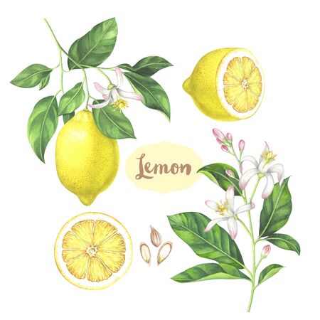 Watercolor lemon collection. Hand drawn illustration of the sliced fruits, flowers and branches isolated on the white background.の写真素材