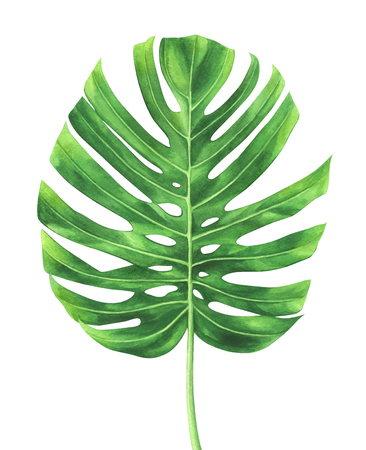 Tropical leaf of Monstera plant isolated on white background. Watercolor hand drawn illustration.の写真素材
