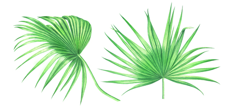 Fan palm leaves isolated on white background. Watercolor hand drawn illustration.の写真素材