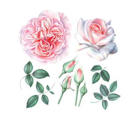 Gentle collection of light pink roses with leaves and buds isolated on white background. Hand drawn watercolor illustration.の写真素材