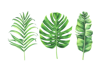 Watercolor tropical leaves set isolated on white background. Watercolor hand drawn illustration.の写真素材