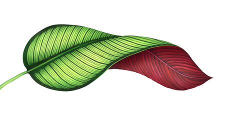 Tropical calathea leaf isolated on white background. Watercolor hand drawn illustration.の写真素材
