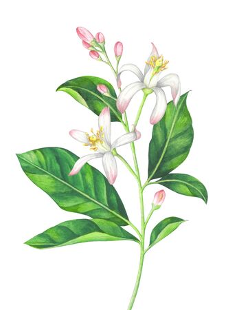 Watercolor lemon branch with blossom on white background. Hand drawn watercolor illustration.の写真素材